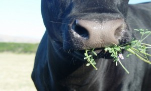Alfalfa-cow1