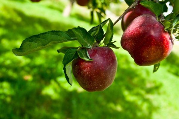 apples-on-tree