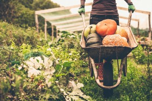 05-things-know-organic-food-farming