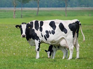 Dairy-Cow-Calf