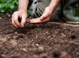 Mature man planting seeds, close-up