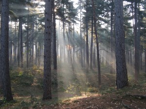 Crepuscular_rays_in_the_woods_of_Kasterlee,_Belgium