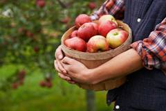 apple-picking